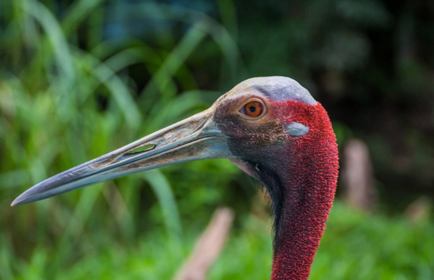 Angkor Centre for Conservation of Biodiversity