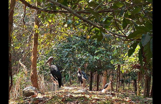 Angkor Centre for Conservation of Biodiversity