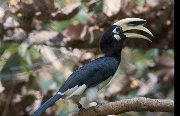 Angkor Centre for Conservation of Biodiversity
