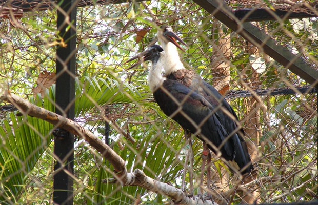 Angkor Centre for Conservation of Biodiversity