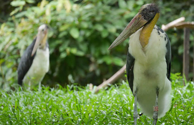 Angkor Centre for Conservation of Biodiversity