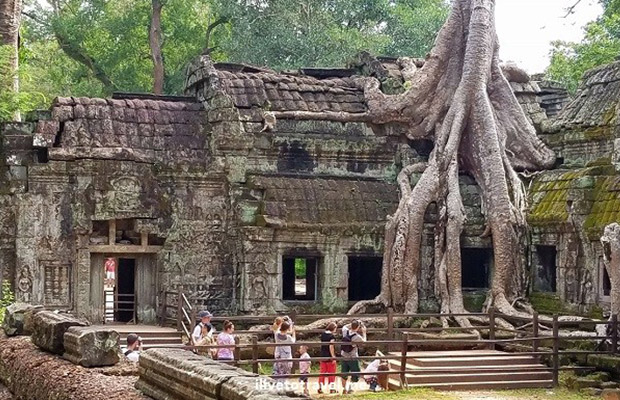 Explore Angkor Thom, Ta Prohm & Angkor Wat Day Tour